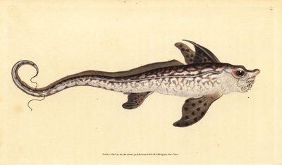Tavşan balığı veya deniz canavarı, Chimaera monstrosa. Yakın tehdit. Edward Donovan tarafından Natural History of British Fishes, Donovan ve F.C. ve J. Rivington, Londra by Edward Donovan