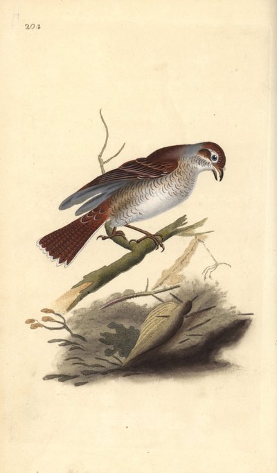 Kızıl sırtlı örümcek kuşu (dişi), Lanius collurio. Edward Donovan tarafından kendi “Natural History of British Birds” Londra kitabından çizilip kazınmış, elle boyanmış bakır levha by Edward Donovan