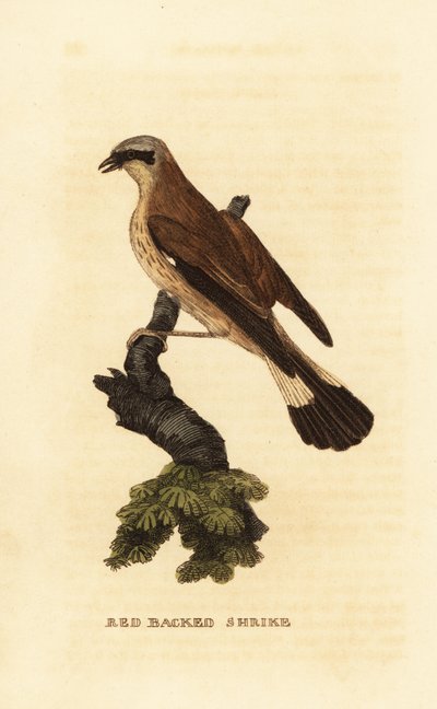 Kızıl sırtlı örümcek kuşu, Lanius collurio by Edward Donovan