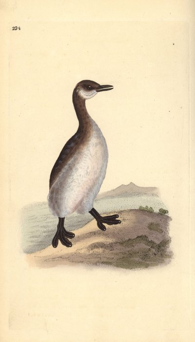 Kızıl boyunlu batağan (dişi), Podiceps grisegena. Edward Donovan tarafından kendi “Natural History of British Birds” Londra kitabından çizilip kazınmış, elle boyanmış bakır levha by Edward Donovan