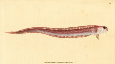 Kırmızı şerit balığı, Cepola macrophthalma (Rubescent band-fish, Cepola rubescens). Edward Donovan tarafından Natural History of British Fishes, Donovan ve F.C. ve J. Rivington, Londra by Edward Donovan
