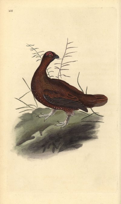 Orman tavuğu, Lagopus lagopus scotica. Edward Donovan tarafından kendi “Natural History of British Birds” adlı Londra kitabından çizilip kazınmış, elle boyanmış bakır levha by Edward Donovan