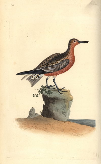 Kırmızı düğüm, Calidris canutus. Edward Donovan tarafından kendi “Natural History of British Birds” adlı Londra kitabından çizilip kazınmış, elle boyanmış bakır levha by Edward Donovan