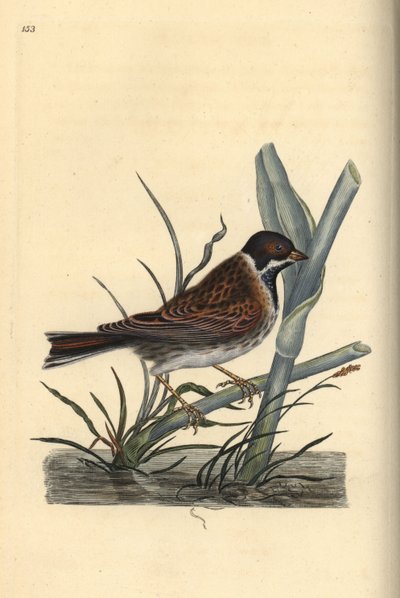 Kamış kiraz kuşu, Emberiza schoeniculus. Edward Donovan tarafından kendi “Natural History of British Birds” Londra kitabından çizilip kazınmış, elle boyanmış bakır levha by Edward Donovan