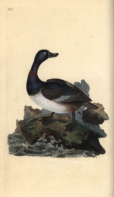 Halka boyunlu ördek, Aythya yakalı. Edward Donovan tarafından kendi “Natural History of British Birds” Londra kitabından çizilip kazınmış, elle boyanmış bakır levha by Edward Donovan