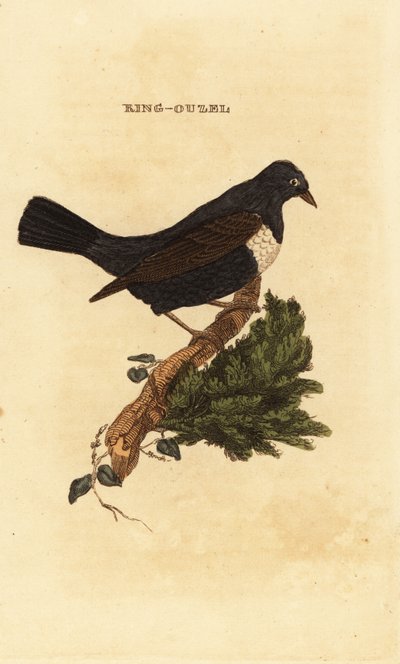 Halka ouzel, Turdus torquatus by Edward Donovan
