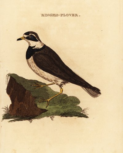 Halkalı cılıbıt, Charadrius hiaticula by Edward Donovan