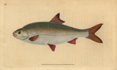 Roach, Rutilus rutilus (Cyprinus ritulus). Edward Donovan tarafından Natural History of British Fishes, Donovan ve F.C. ve J. Rivington, Londra by Edward Donovan