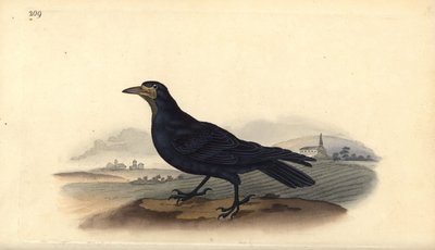 Kale, Corvus frugilegus. Edward Donovan tarafından kendi “Natural History of British Birds” Londra kitabından çizilip kazınmış, elle boyanmış bakır levha by Edward Donovan