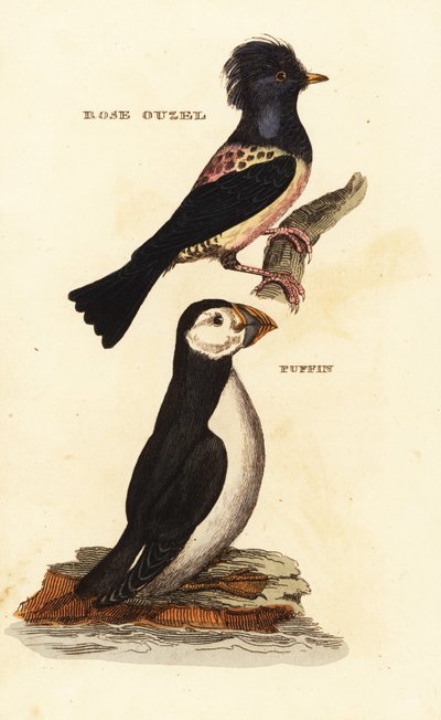 Gül sığırcık, Papaz roseus ve Atlantik martı, Fratercula arctica by Edward Donovan