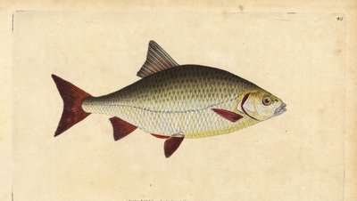 Rudd, Scardinius erythrophthalmus (Kırmızı göz, Cyprinus erythrophthalmus). Edward Donovan tarafından Natural History of British Fishes, Donovan ve F.C. ve J. Rivington, Londra by Edward Donovan