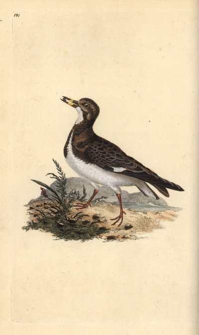 Kızıl dönüm taşı, Arenaria interpres. Edward Donovan tarafından kendi “Natural History of British Birds” Londra kitabından çizilip kazınmış, elle boyanmış bakır levha by Edward Donovan