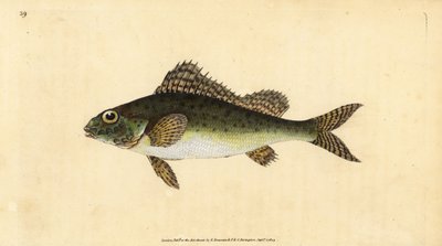 Ruffe, Gymnocephalus cernua (Perca cernua). Edward Donovan tarafından Natural History of British Fishes, Donovan ve FC ve J. Rivington, Londra'dan çizilmiş ve oyulmuş elle boyanmış bakır levha by Edward Donovan