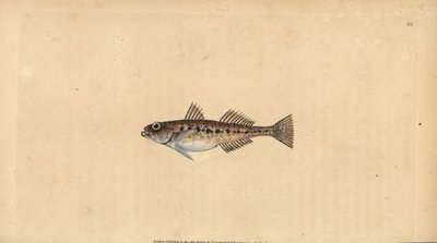 Kum kaya balığı, Pomatoschistus minutus (Benekli kaya balığı, Gobius minutus). Edward Donovan tarafından Natural History of British Fishes, Donovan ve F.C. ve J. Rivington, Londra by Edward Donovan