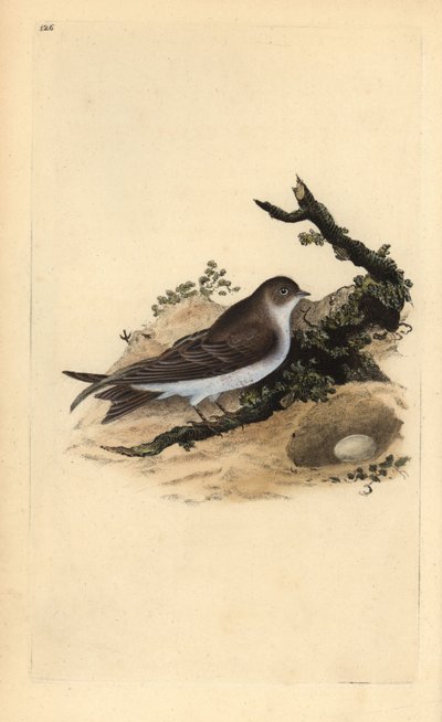 Kum martin, Riparia riparia, yuva ve yumurta ile. Edward Donovan tarafından kendi “Natural History of British Birds” (1794-1819) kitabından çizilmiş ve oyulmuş, elle boyanmış bakır levha. Edward Donovan (1768-1837) İngiliz-İrlandalı amatör zoolog, yazar, s by Edward Donovan