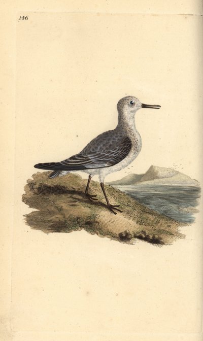 Sanderling, Calidris alba. Handcoloured copperplate drawn and engraved by Edward Donovan from his own “Natural History of British Birds,” London by Edward Donovan