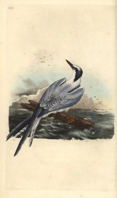 Sandviç sumru, Thalasseus sandvicensis. Edward Donovan tarafından kendi “Natural History of British Birds” Londra kitabından çizilip kazınmış, elle boyanmış bakır levha by Edward Donovan