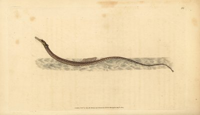Sargassum pipefish veya pelajik pipefish. Edward Donovan tarafından Natural History of British Fishes, Donovan ve F.C. ve J. Rivington, Londra by Edward Donovan