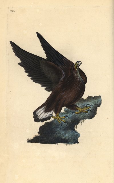 Stokkdúfa eða dúfa, Columba oenas. Handlituð koparplata teiknuð og grafin af Edward Donovan úr eigin „Natural History of British Birds“, London by Edward Donovan