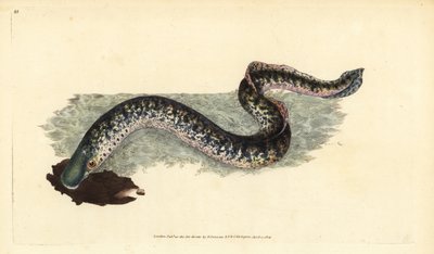 Deniz feneri, Petromyzon marinus (Deniz veya benekli fener). Edward Donovan tarafından Natural History of British Fishes, Donovan ve F.C. ve J. Rivington, Londra by Edward Donovan