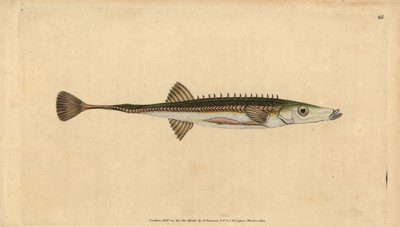 Deniz dikeni, Ispanak ıspanak (On beş dikenli diken, Gasterosteus ıspanak). Edward Donovan tarafından Natural History of British Fishes, Donovan ve F.C. ve J. Rivington, Londra by Edward Donovan
