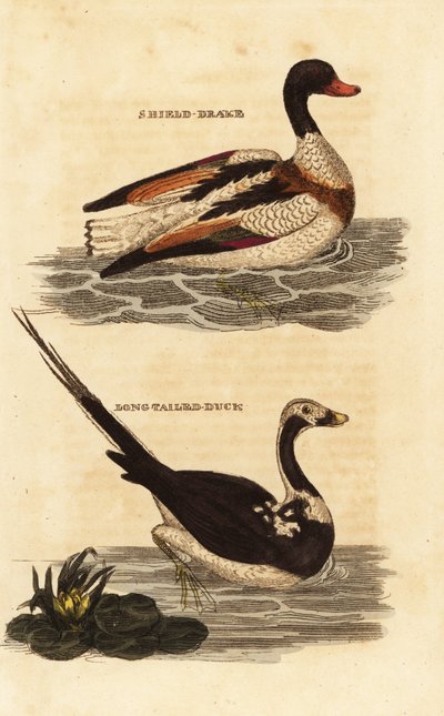 Shelduck, Tadorna tadorna ve uzun kuyruklu ördek, Clangula hyemalis by Edward Donovan