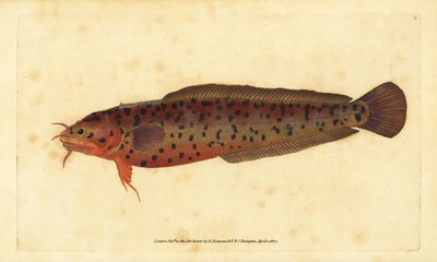 Sahilde sallanan, Gaidropsarus mediterraneus (Üç sakallı morina veya sallanan, Gadus tricirratus). Edward Donovan tarafından Natural History of British Fishes, Donovan ve F.C. ve J. Rivington, Londra by Edward Donovan