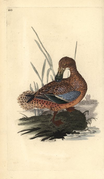 Kürekli ördek (dişi), Anas clypeata. Edward Donovan tarafından kendi “Natural History of British Birds” Londra kitabından çizilip kazınmış, elle boyanmış bakır levha by Edward Donovan