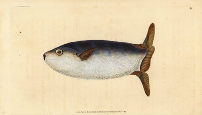 İnce güneş balığı, Ranzania laevis (Kesilmiş güneş balığı, Tetrodon truncatus). Edward Donovan tarafından Natural History of British Fishes, Donovan ve F.C. ve J. Rivington, Londra by Edward Donovan