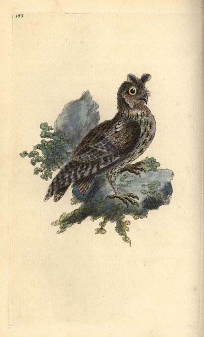 Smaller pencilled or Siberian eared owl, Strix pulchella. (Scops owl, Otus scops?) Handcoloured copperplate drawn and engraved by Edward Donovan from his own “Natural History of British Birds,” London by Edward Donovan
