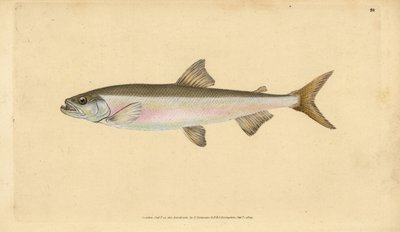 Koku, Osmerus eperlanus (Salmo eperlanus). Edward Donovan tarafından Natural History of British Fishes, Donovan ve F.C. ve J. Rivington, Londra by Edward Donovan