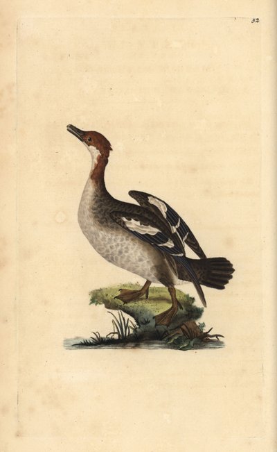 Smew, Mergellus albellus, dişi. Edward Donovan tarafından kendi “Natural History of British Birds” Londra kitabından çizilip kazınmış, elle boyanmış bakır levha by Edward Donovan