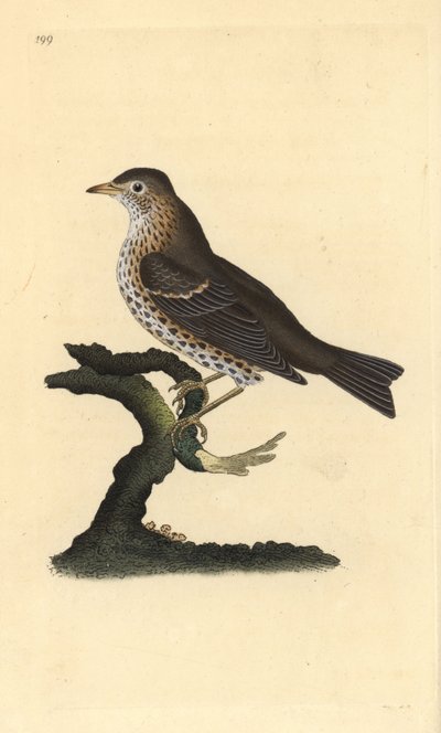 Şarkı ardıç kuşu, Turdus philomelos. Edward Donovan tarafından kendi “Natural History of British Birds” Londra kitabından çizilip kazınmış, elle boyanmış bakır levha by Edward Donovan