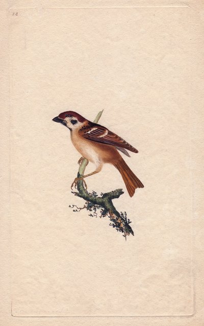Serçe. Montanus geçidi. İngiliz Kuşlarının Natural History, Londra