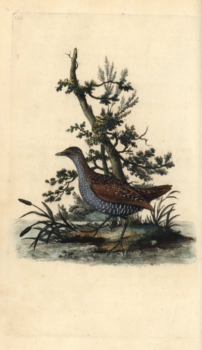 Benekli frenk üzümü, Porzana porzana. Edward Donovan tarafından kendi “Natural History of British Birds” Londra kitabından çizilip kazınmış, elle boyanmış bakır levha by Edward Donovan