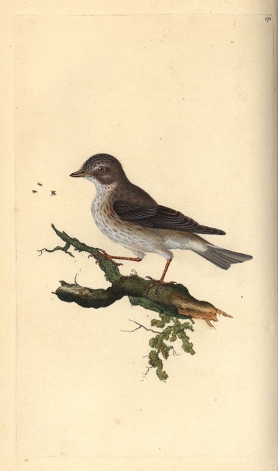 Benekli sinekkapan, Muscicapa striata. Edward Donovan tarafından kendi “Natural History of British Birds” Londra kitabından çizilip kazınmış, elle boyanmış bakır levha by Edward Donovan