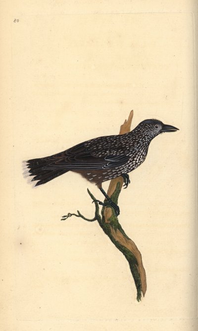 Benekli fındıkkıran, Nucifraga caryocatates. Edward Donovan tarafından kendi “Natural History of British Birds” Londra kitabından çizilip kazınmış, elle boyanmış bakır levha by Edward Donovan