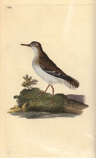 Benekli kum kuşu, Actitis macularia. Edward Donovan tarafından kendi “Natural History of British Birds” Londra kitabından çizilip kazınmış, elle boyanmış bakır levha by Edward Donovan