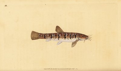 Stone loach, Barbatula barbatula (Bearded loche, Cobitis barbatula). Handcoloured copperplate drawn and engraved by Edward Donovan from his Natural History of British Fishes, Donovan and F.C. and J. Rivington, London by Edward Donovan
