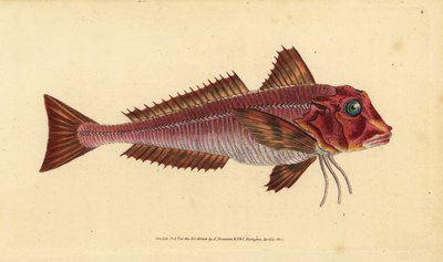 Çizgili kırlangıç, Trigloporus lastoviza (Trigla lineata). Edward Donovan tarafından Natural History of British Fishes, Donovan ve F.C. ve J. Rivington, Londra by Edward Donovan