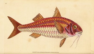 Çizgili barbunya, Mullus surmuletus. Edward Donovan tarafından Natural History of British Fishes, Donovan ve F.C. ve J. Rivington, Londra by Edward Donovan