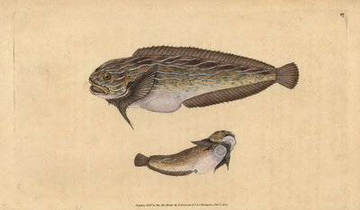 Çizgili deniz salyangozu, Liparis liparis liparis (Unctulous götürü, Cyclopterus liparis). Edward Donovan tarafından Natural History of British Fishes, Donovan ve F.C. ve J. Rivington, Londra by Edward Donovan
