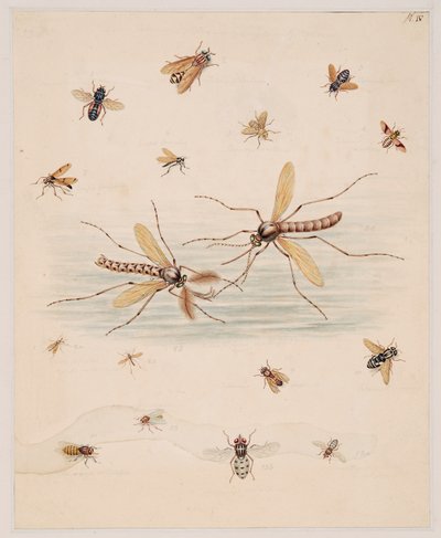 Omurgasız Hayvanlar Üzerine Çalışmalar, Cilt II by Edward Donovan