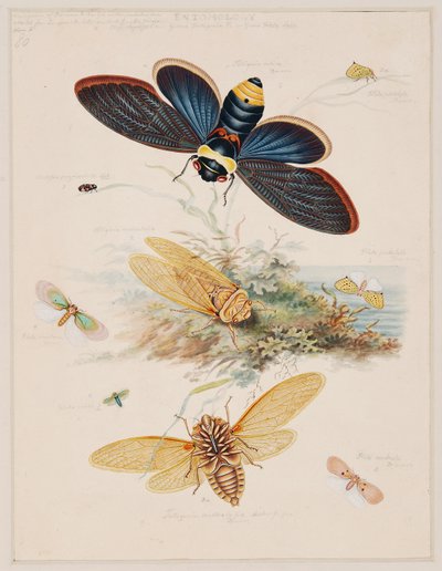 Omurgasız Hayvanlar Üzerine Çalışmalar, Cilt II by Edward Donovan