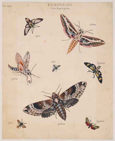 Omurgasız Hayvanlar Üzerine Çalışmalar, Cilt II by Edward Donovan