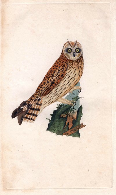 Bataklık Baykuşu. Asio flammeus (Strix brachyotos, Strix brachyotis). İngiliz Kuşlarının Natural History, Londra