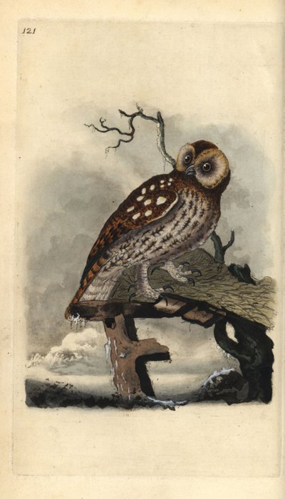 Alaca baykuş, Strix aluco. Edward Donovan tarafından kendi “Natural History of British Birds” Londra kitabından çizilip kazınmış, elle boyanmış bakır levha by Edward Donovan