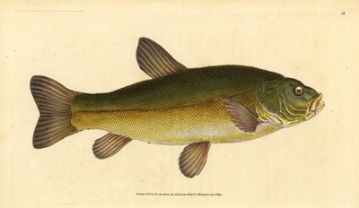 Kadife çiçeği, Tinca tinca (Cyprinus tinca). Edward Donovan tarafından Natural History of British Fishes, Donovan ve F.C. ve J. Rivington, Londra by Edward Donovan