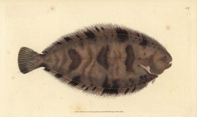 Kalın sırtlı taban, Microchirus variegatus (Alacalı taban, Pleuronectes variegatus). Edward Donovan tarafından Natural History of British Fishes, Donovan ve F.C. ve J. Rivington, Londra by Edward Donovan