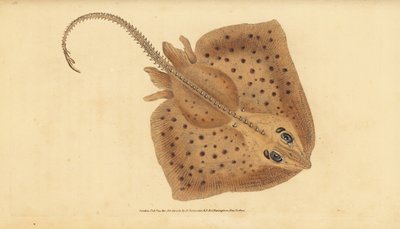 Dikenli paten, Raja clavata. Yakın tehdit. Kaba ışın, Raja rubus. Edward Donovan tarafından Natural History of British Fishes, Donovan ve F.C. ve J. Rivington, Londra by Edward Donovan